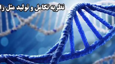 محمودرضا قاسمی- تکامل